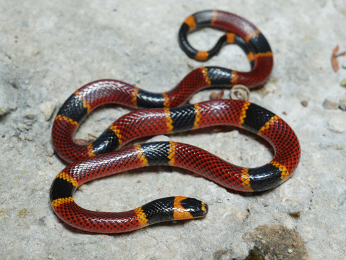 Micrurus diastema apiatus