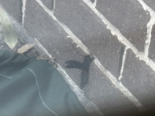 Red-bellied Black Snake sighting