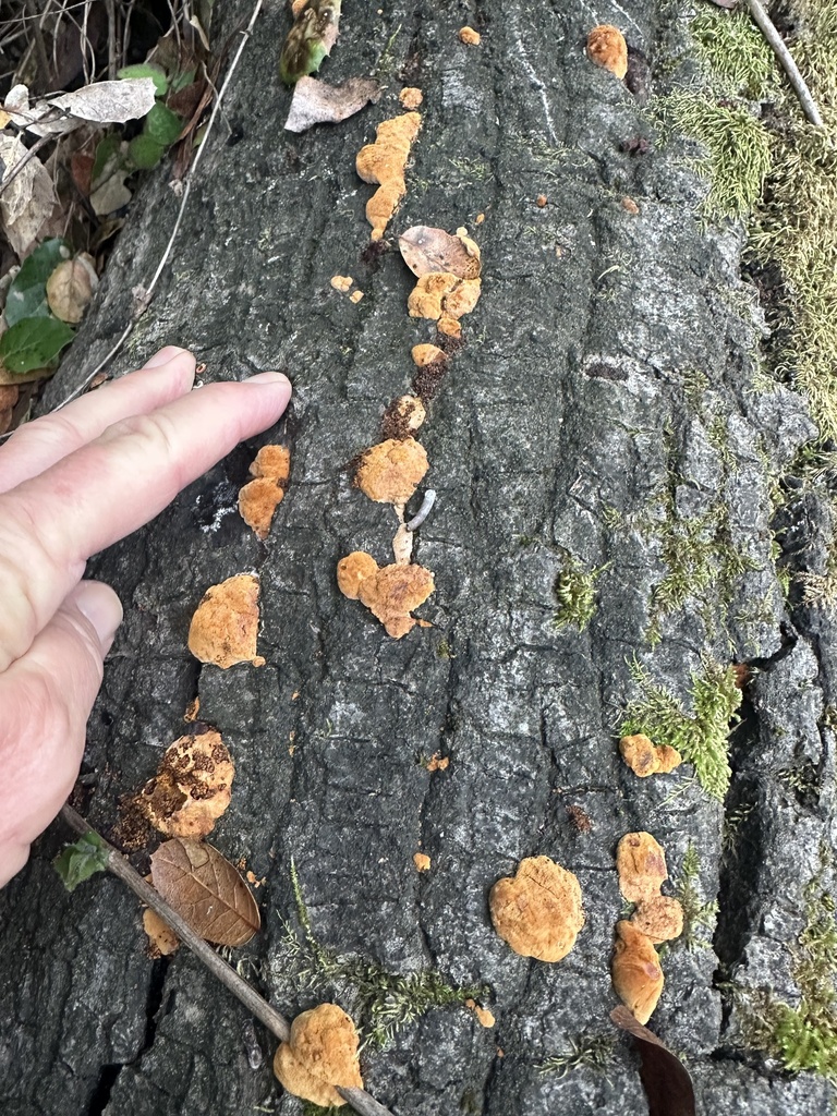 Fuscoporia gilva · December 2025 · photo: © al_kordesch (iNaturalist, cc0)