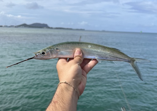 Hemiramphus depauperatus observed 2025-12-16