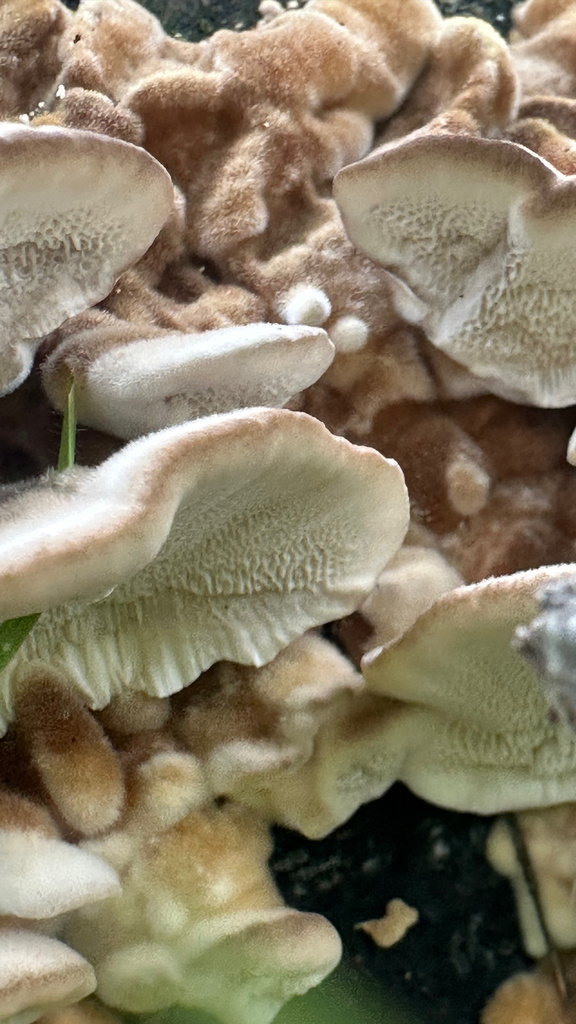 Fuscopostia fragilis · December 2025 · photo: © al_kordesch (iNaturalist, cc0)