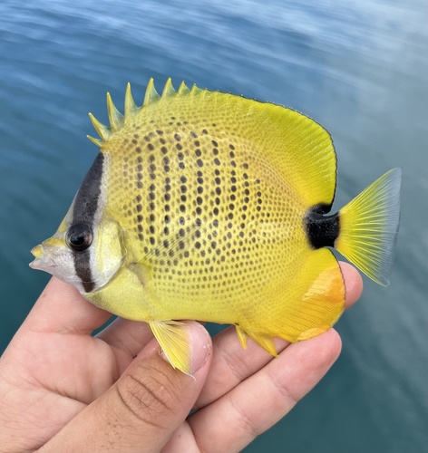 Lemon butterfly (Chaetodon miliaris) — Chaetodontidae — 3
