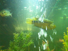 Parachromis friedrichsthalii