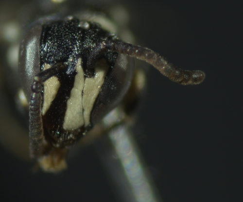 Slender-faced Masked Bee photographed in Missouri