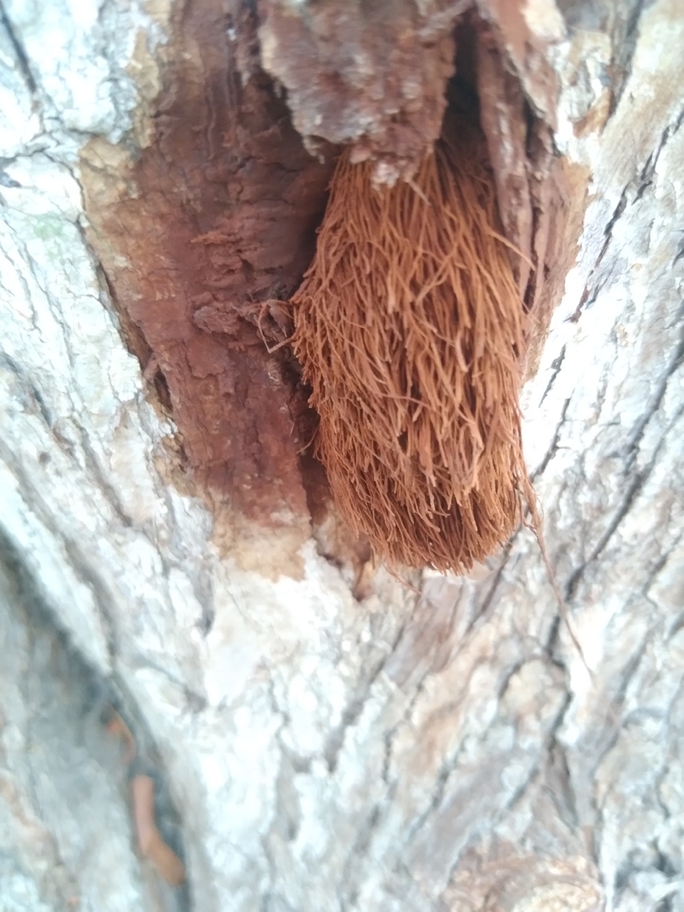 Inonotus rickii · May 2023 · photo: © luis_veliz (iNaturalist, cc0)