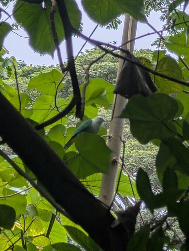 Grey-green Fruit-dove