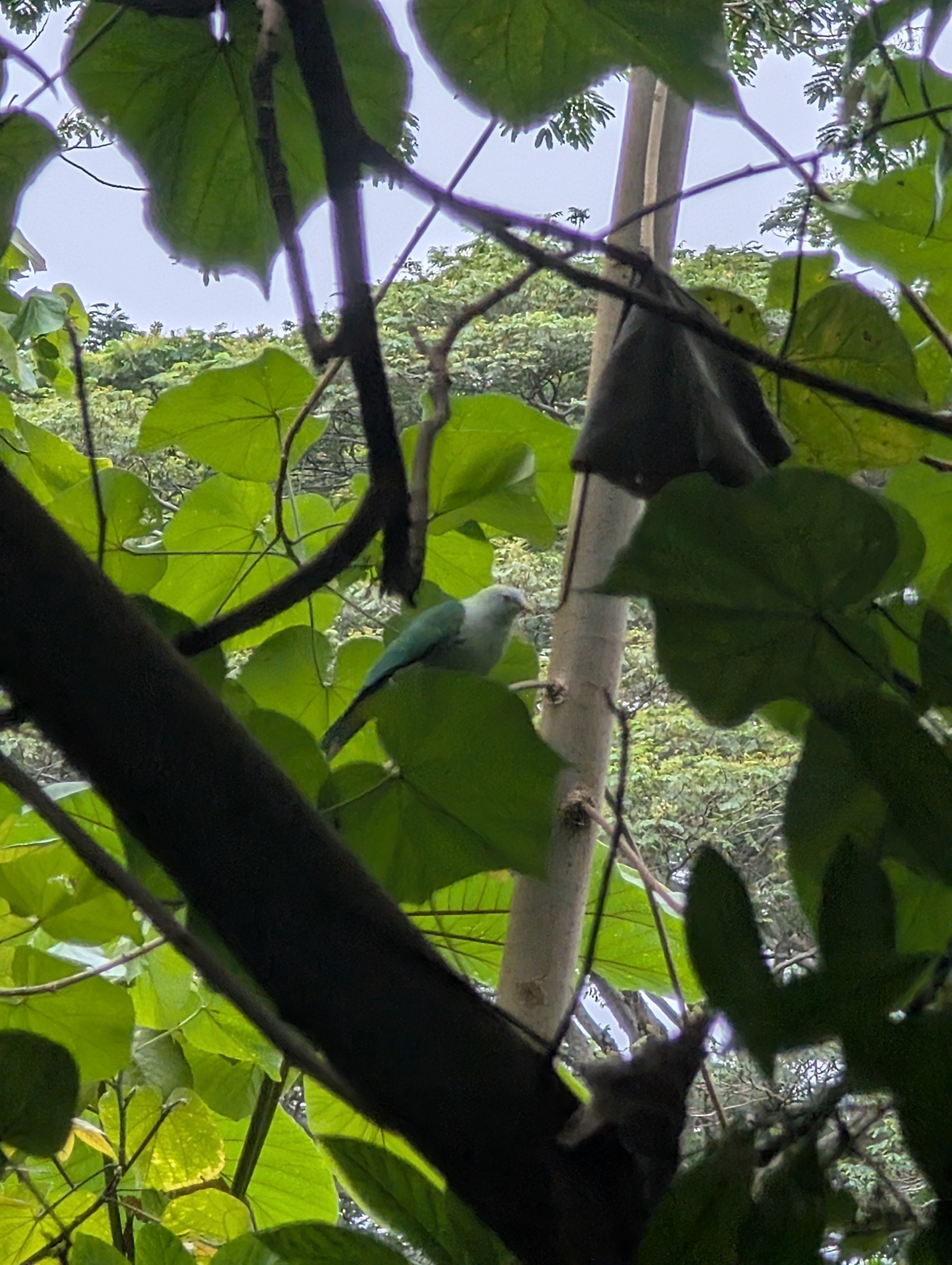 Grey-green Fruit Dove (Ptilinopus purpuratus), photo 8
