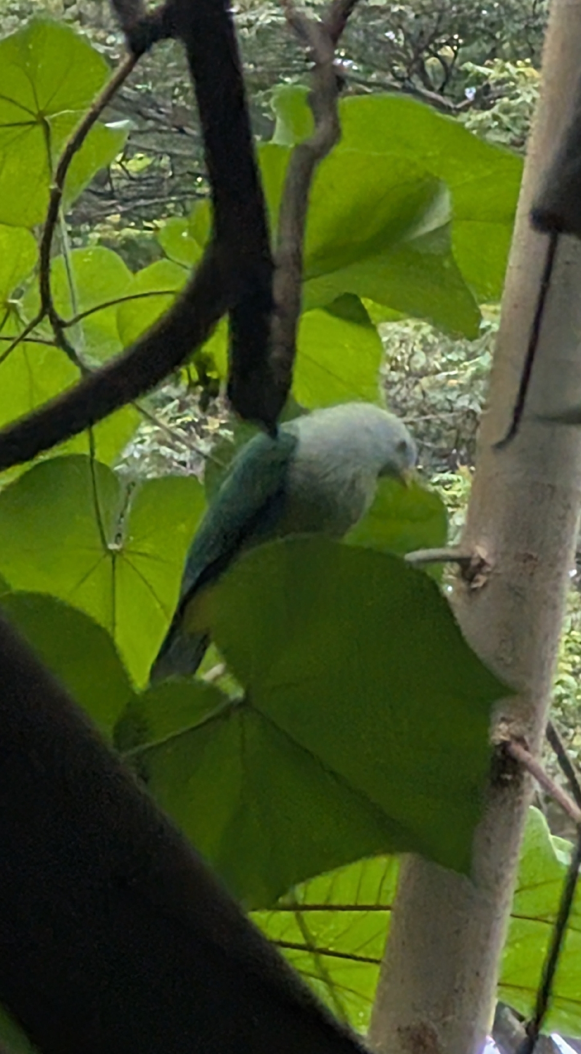 Grey-green Fruit Dove (Ptilinopus purpuratus), photo 9