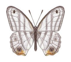 Euptychia attenboroughi