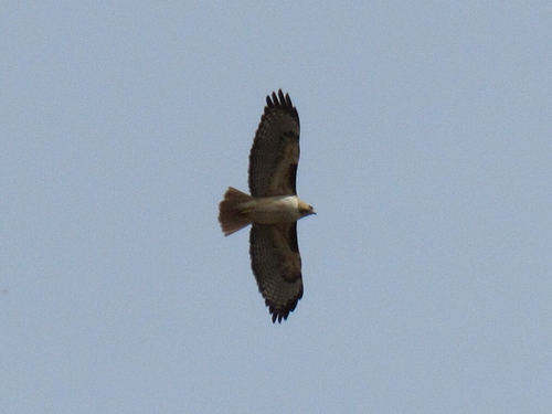 Bird in flight from below: reference photo 10 by CK2AZ