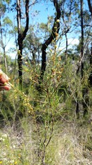 Acacia quadrilateralis