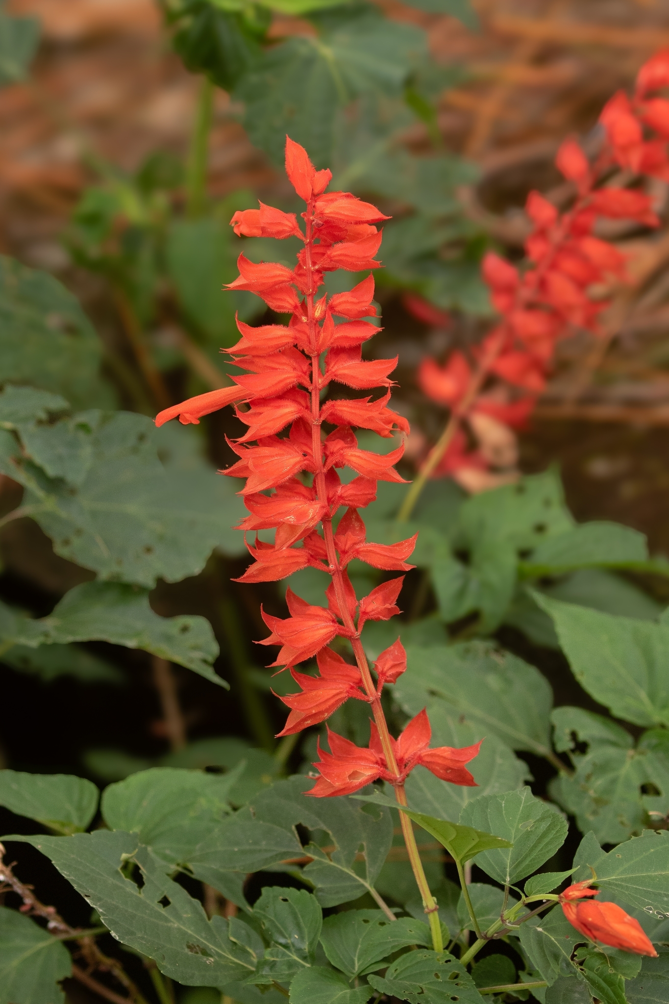 Salvia splendens — ảnh 2