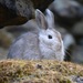 Snowshoe Hare - Photo (c) FreckLes, some rights reserved (CC BY-NC), uploaded by FreckLes