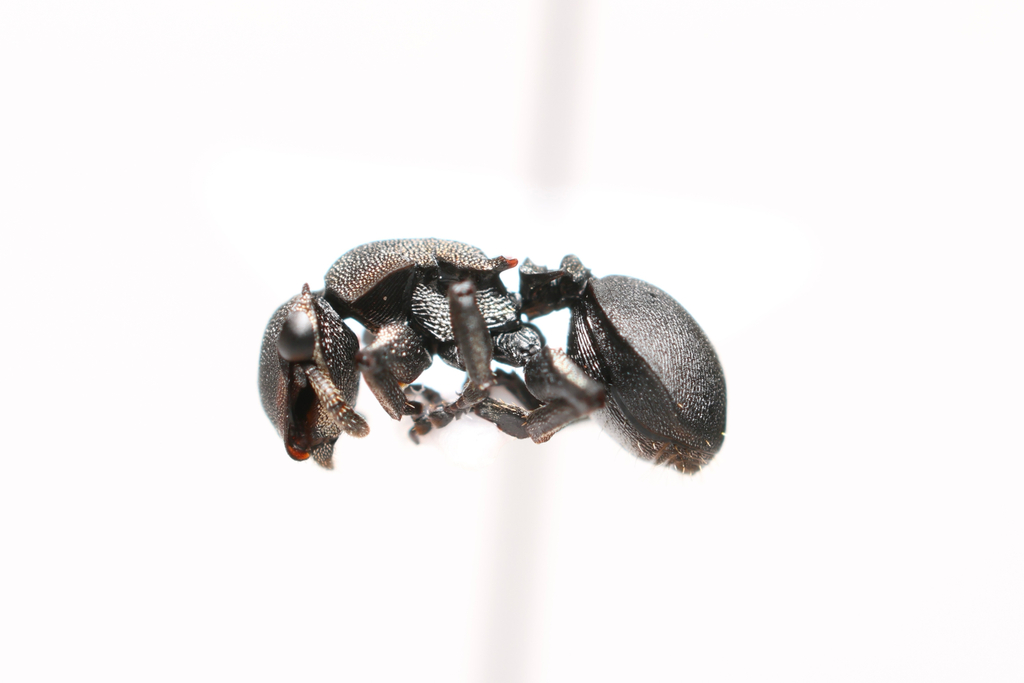 Cephalotes femoralis