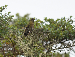 Chalcostigma heteropogon