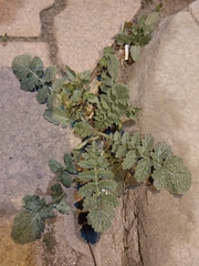 Brassica tournefortii