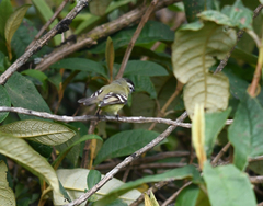 Phyllomyias nigrocapillus