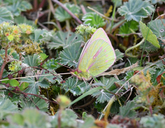 Colias dimera