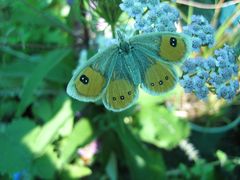 Argyrophenga antipodum