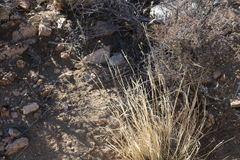 Hilaria rigida