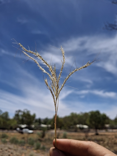 Desert Blue Grass (Bothriochloa ewartiana)