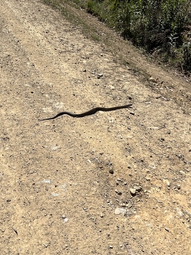 Tiger Snake sighting