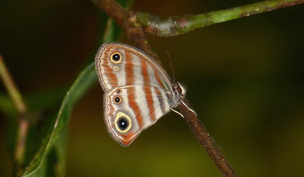 Euptychia