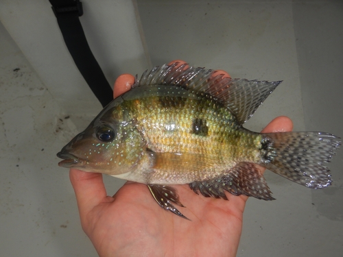 Beaked cichlid (Cribroheros rostratus) — Cichlidae — 3