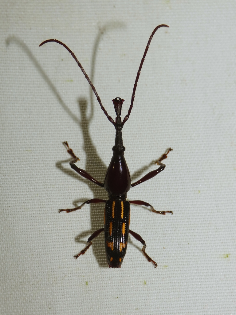 Arrenodini