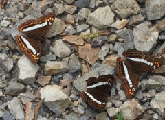 Adelpha alala