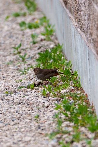 iNaturalist observation photo of California Towhee