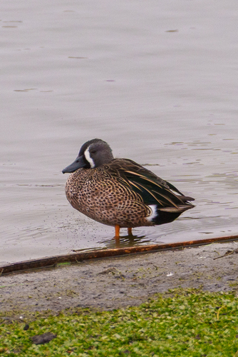 iNaturalist observation photo of Blue-winged Teal
