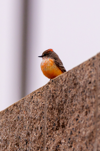 iNaturalist observation photo of Vermilion Flycatcher