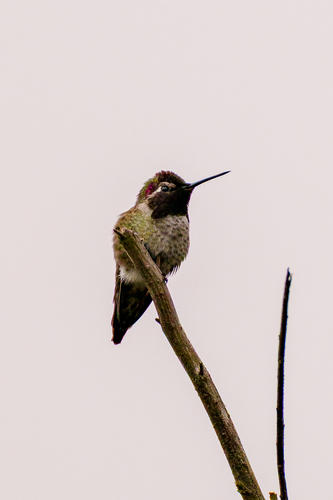 iNaturalist observation photo of Anna's Hummingbird