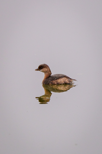 iNaturalist observation photo of Pied-billed Grebe