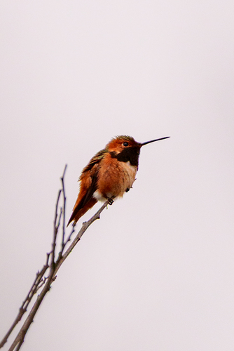 iNaturalist observation photo of Allen's Hummingbird