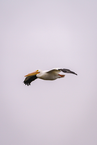 iNaturalist observation photo of American White Pelican