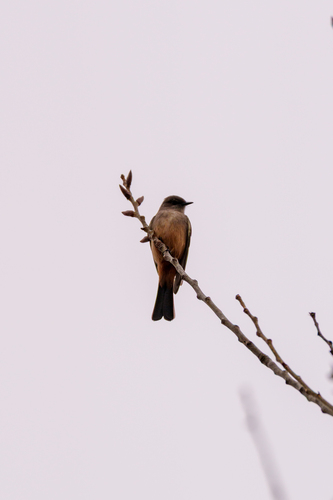iNaturalist observation photo of Say's Phoebe