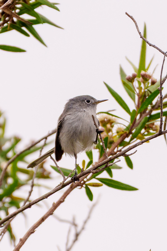 iNaturalist observation photo of Blue-gray Gnatcatcher