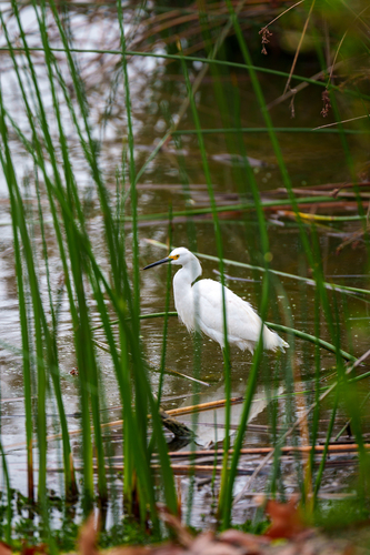 iNaturalist observation photo of Snowy Egret