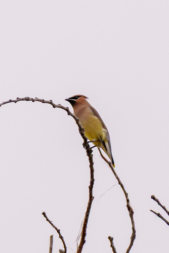 iNaturalist observation photo of Cedar Waxwing