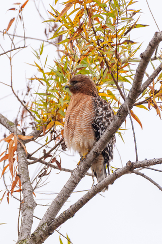 iNaturalist observation photo of Red-shouldered Hawk