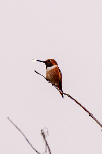 iNaturalist observation photo of Allen's Hummingbird