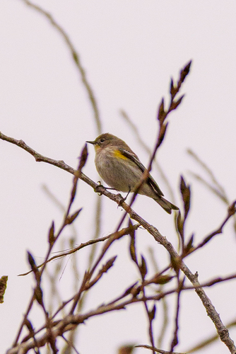 iNaturalist observation photo of Yellow-rumped Warbler