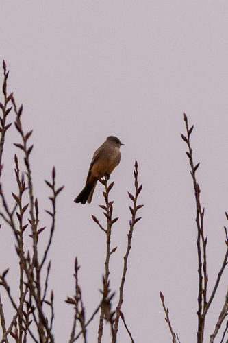 iNaturalist observation photo of Say's Phoebe