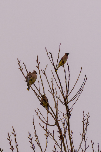 iNaturalist observation photo of Cedar Waxwing