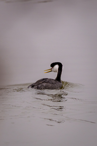 iNaturalist observation photo of Western Grebe