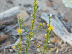 Linum neomexicanum