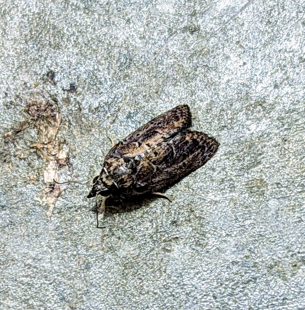 Mniothripa argenteopurpurea