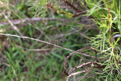 Micrathyria hypodidyma